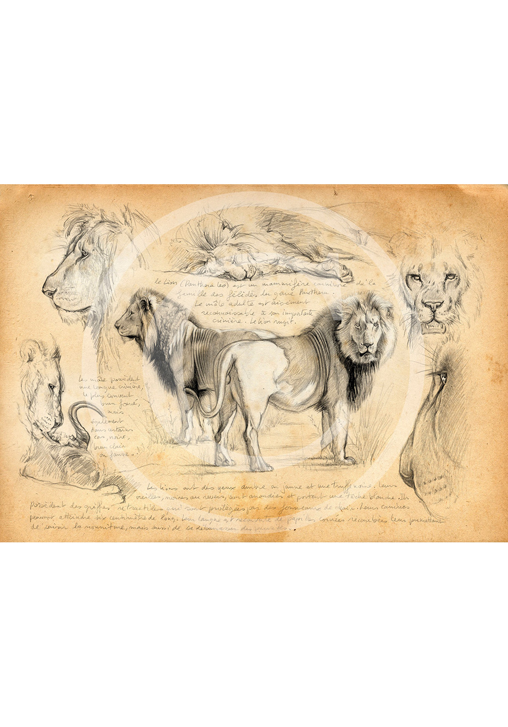 Marcello-art : Faune Zones Tropicales 54 - Frères lions