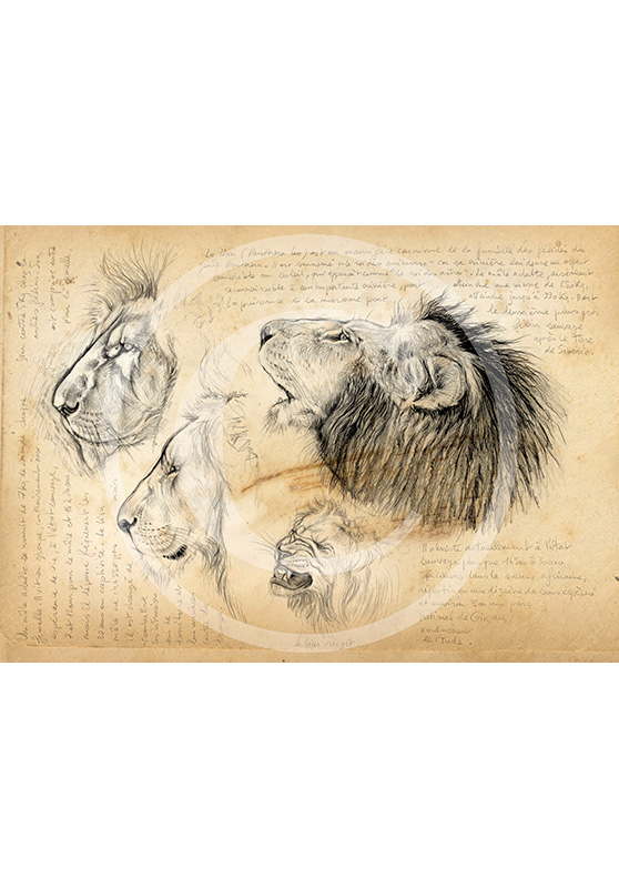 Marcello-art : Faune Zones Tropicales 56 - Lion mâle