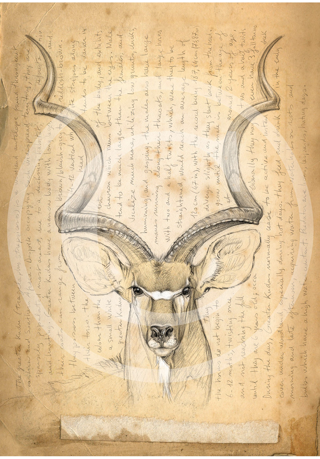 Marcello-art: African Wildlife 170 - Greater kudu 02