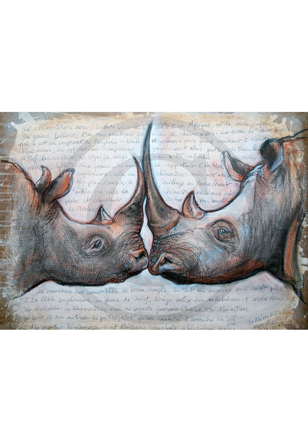 Marcello-art : Faune Zones Tropicales 106 - Rhino kiss