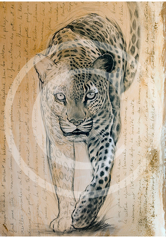 Marcello-art: African Wildlife 119 - Leopard 07