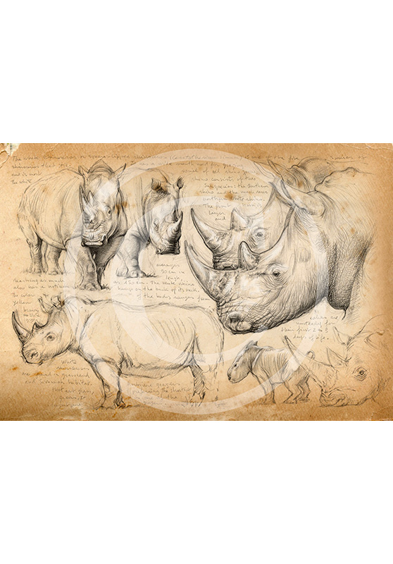 Marcello-art: African Wildlife 178 - White rhino 04