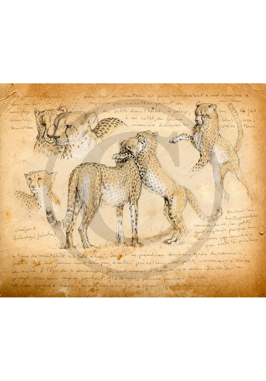 Marcello-art: African Wildlife 186 - Cheatah 3