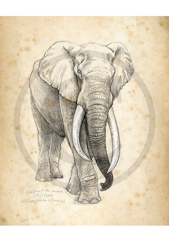 Marcello-art : Faune africaine 213 - Éléphant