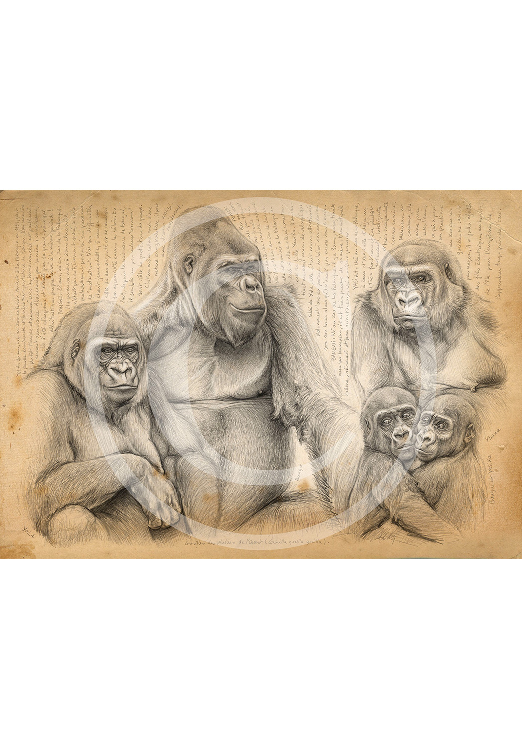 Marcello-art : Faune africaine 214 - Gorilles des plaines de l'ouest
