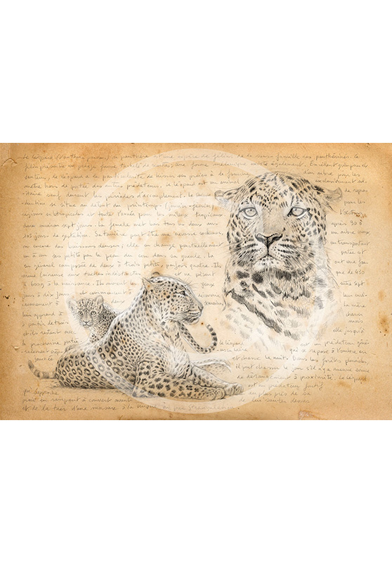 Marcello-art : Faune africaine 229 - Mère léopard