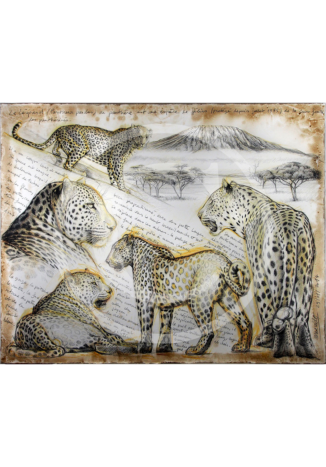 Marcello-art: African Wildlife 252 - Léopard
