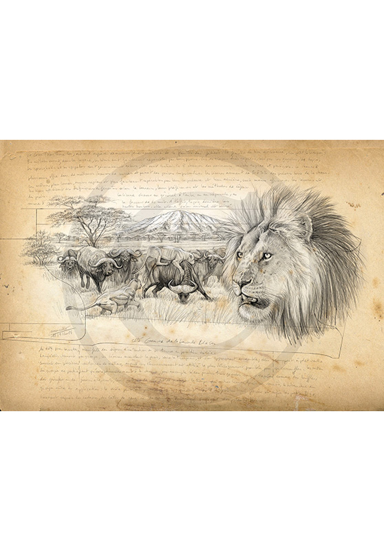 Marcello-art : Faune africaine 275 - Lion Gravure Blaser