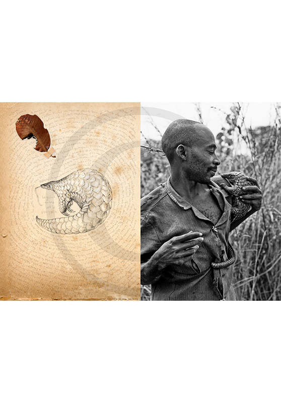 Marcello-art: African Wildlife 173 - The tree and the pangolin