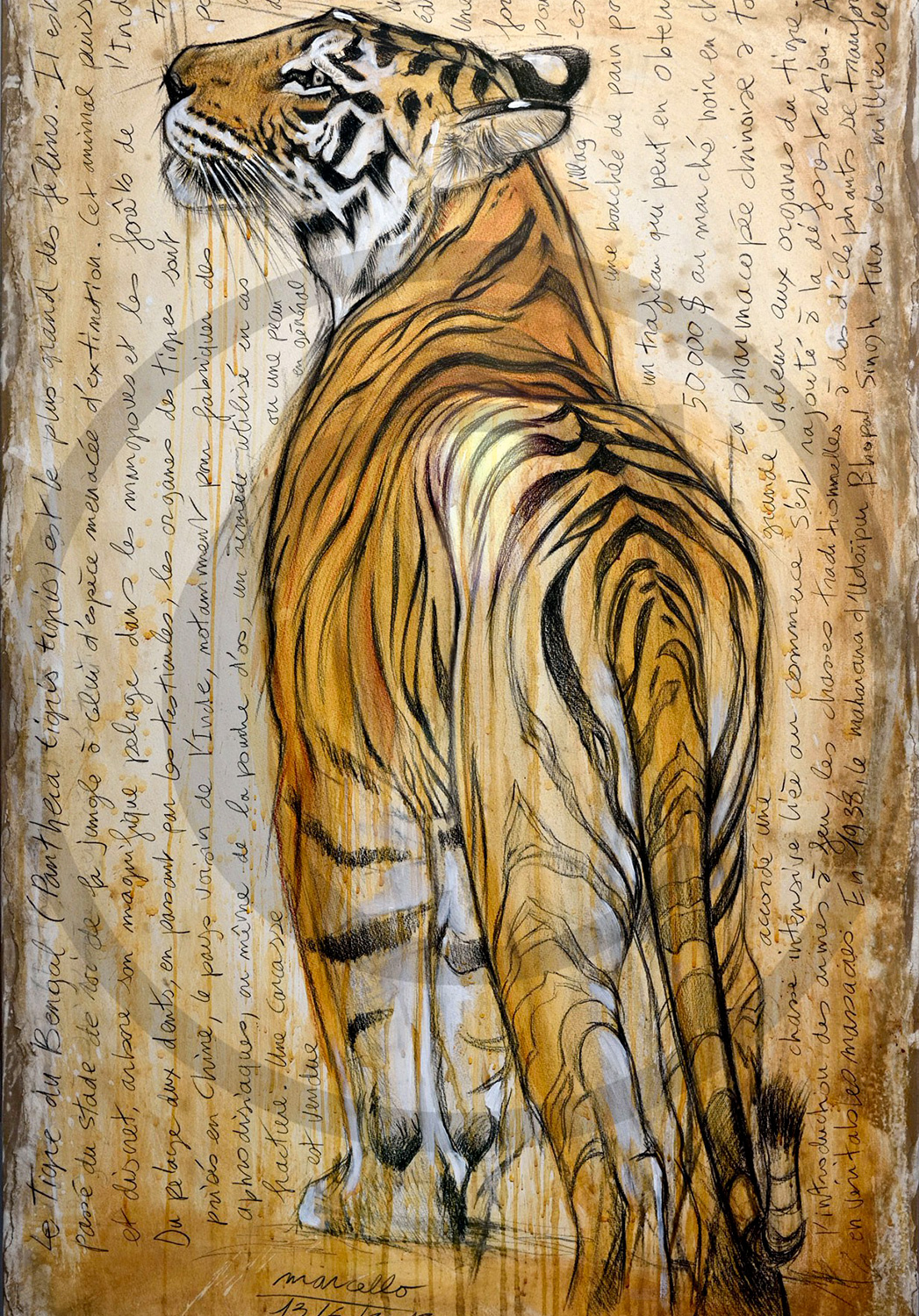 Marcello-art : Faune africaine 298 - Tigre du Bengale