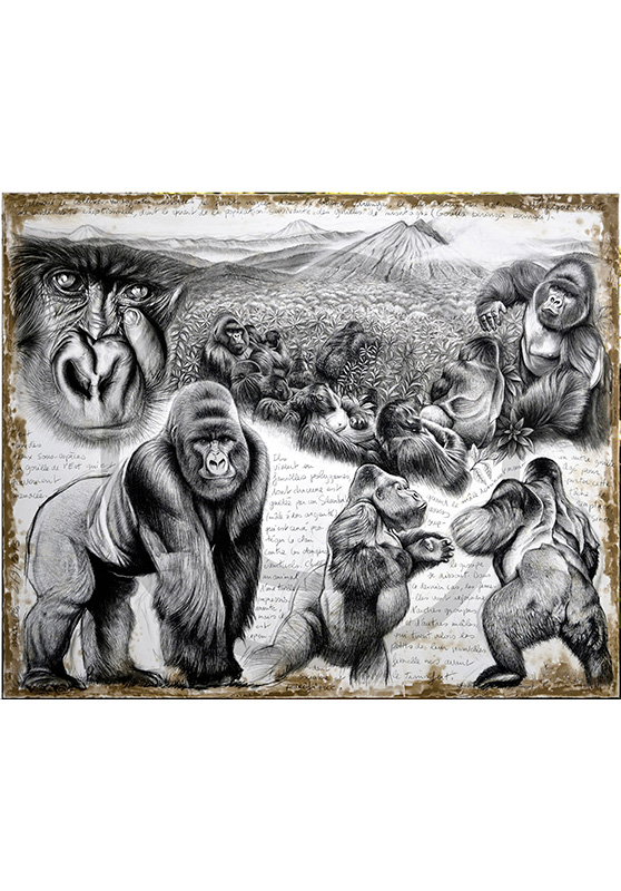Marcello-art : Faune Zones Tropicales 301 - Virunga Gorille de montagne