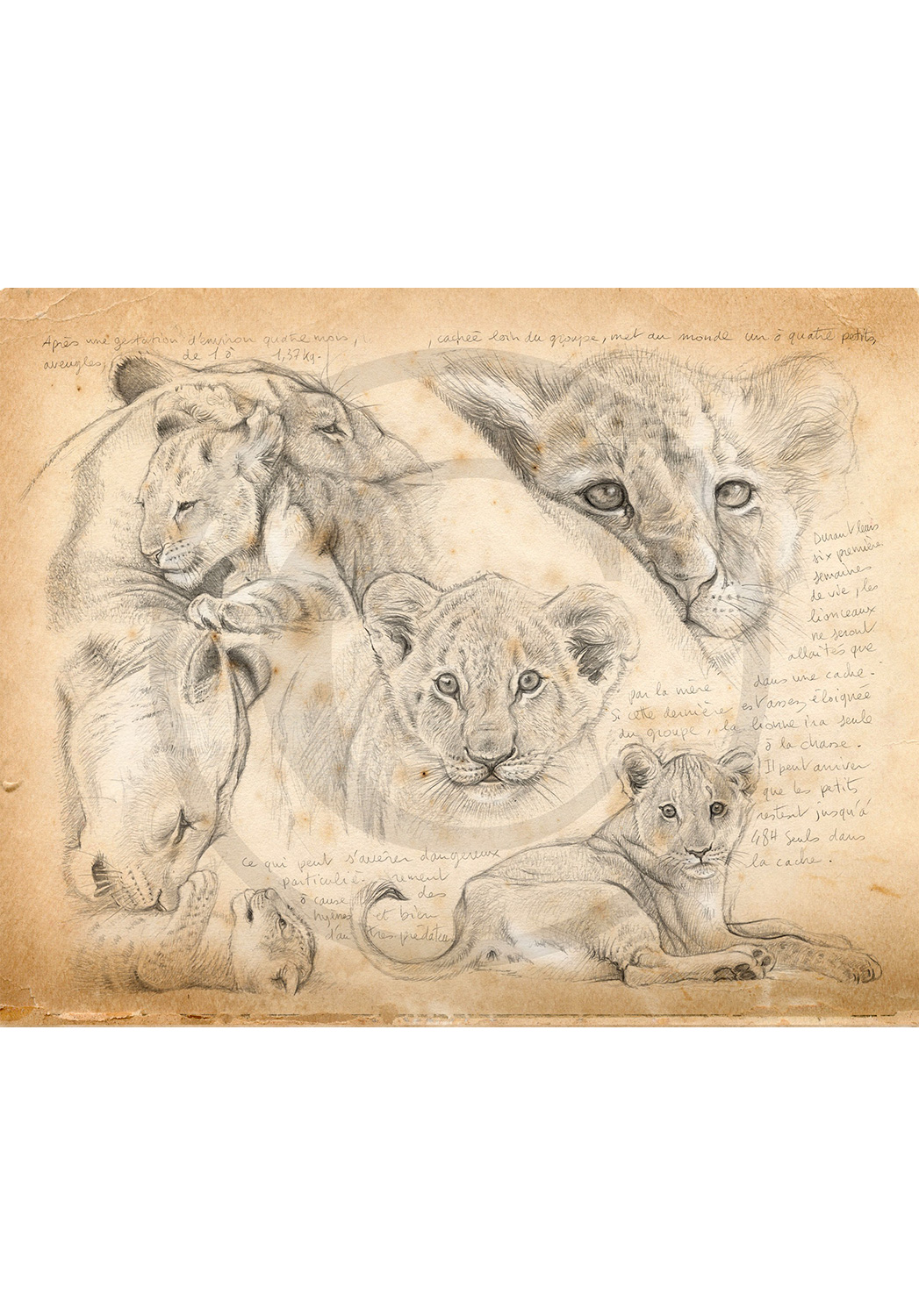 Marcello-art : Faune africaine 330 - Lionceaux