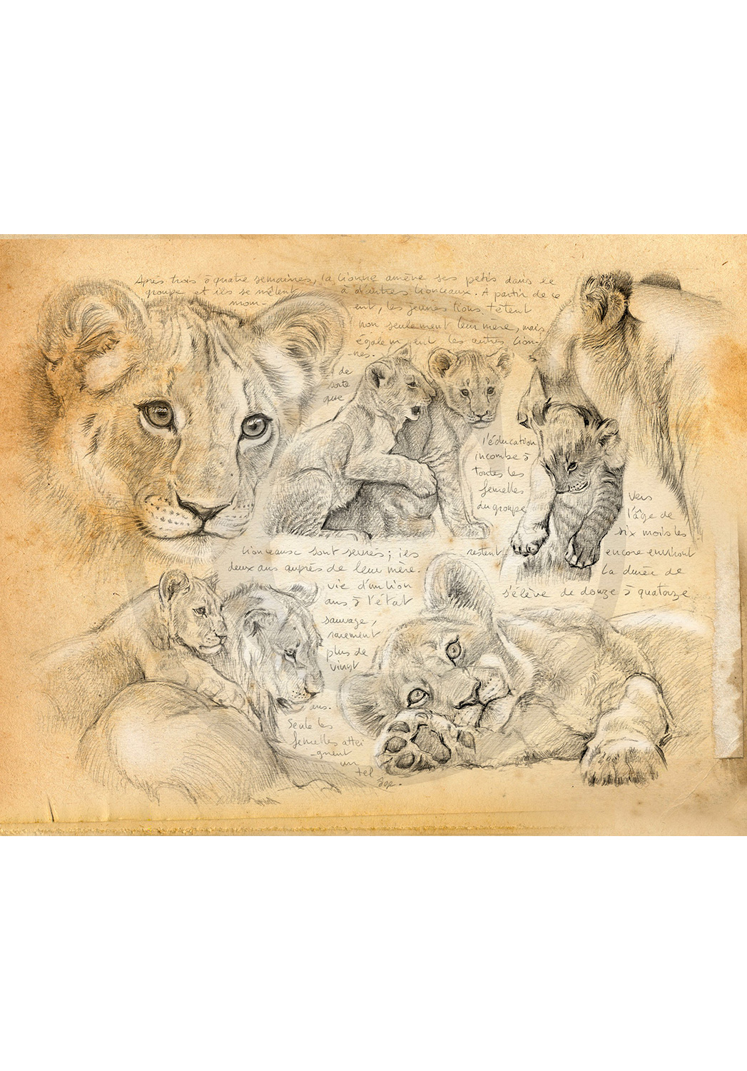 Marcello-art : Faune africaine 331 - Lionceaux