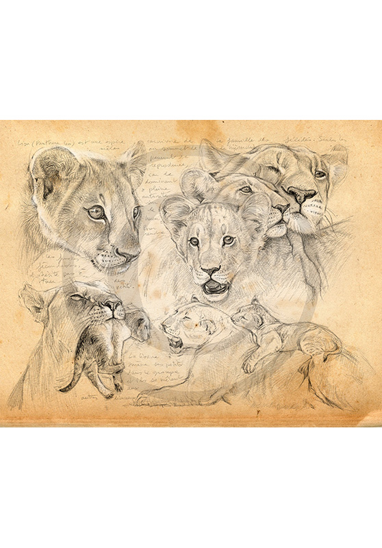 Marcello-art : Faune africaine 335 - Lionceaux