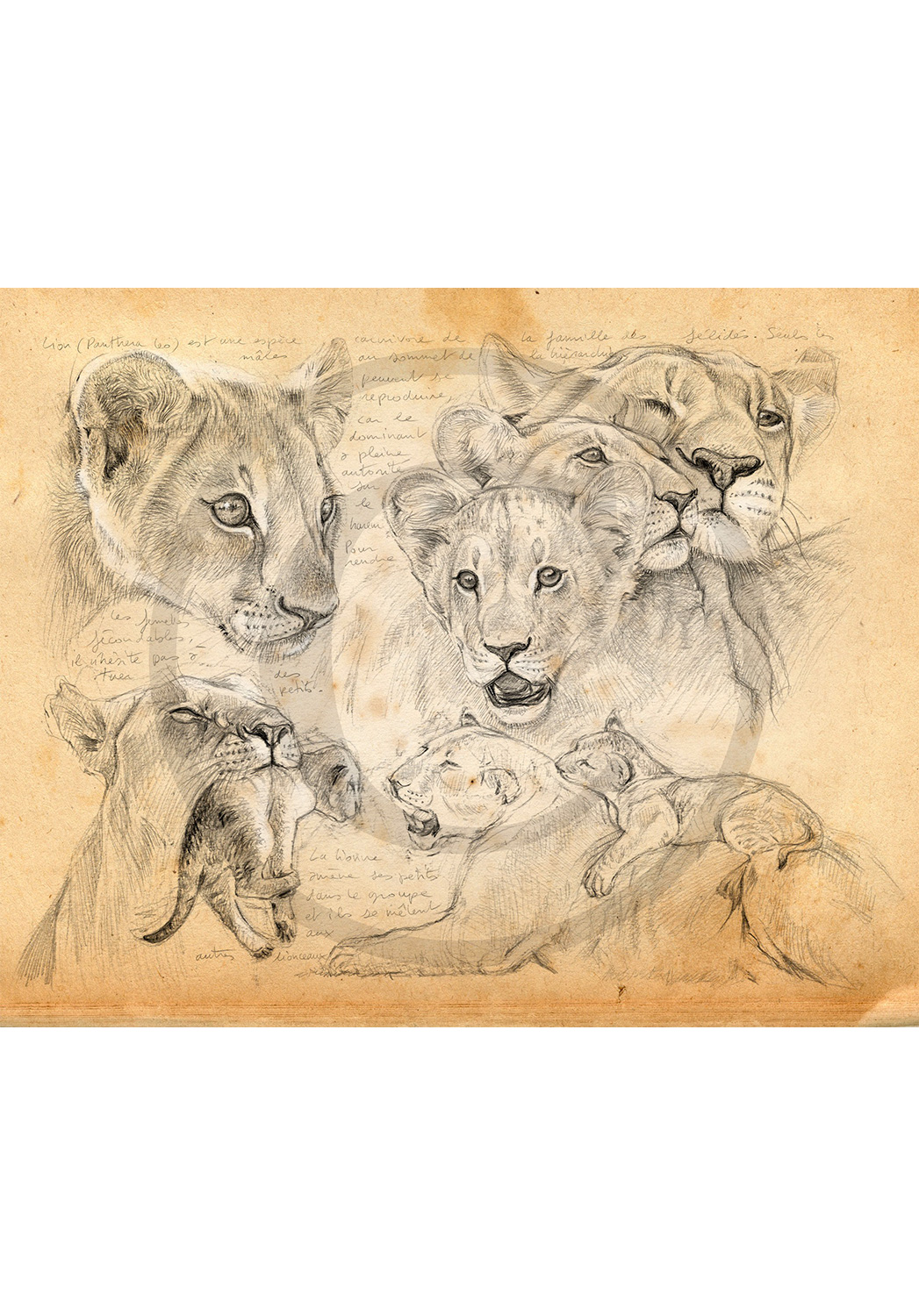 Marcello-art: African Wildlife 335 - Young lions