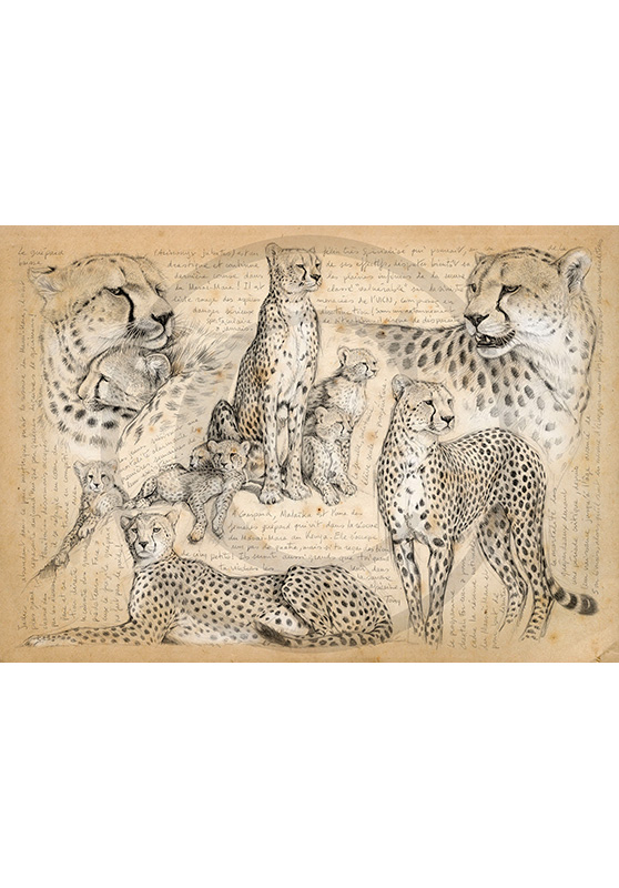 Marcello-art: African Wildlife 338 - Malaïka, Masai Mara