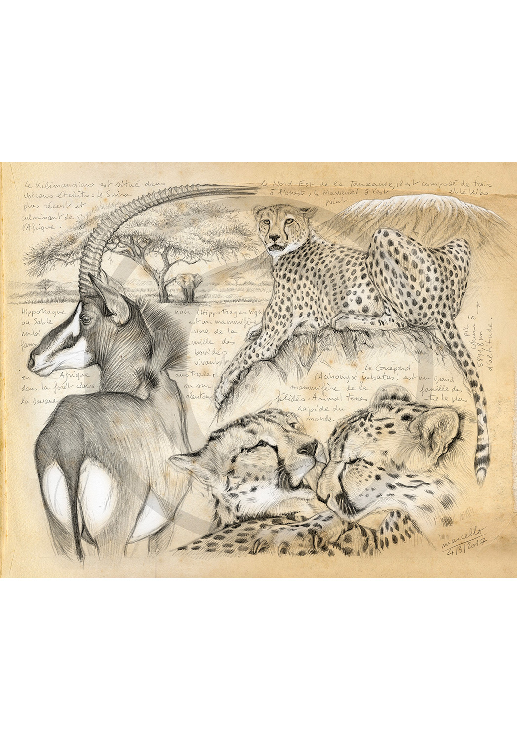 Marcello-art : Faune africaine 363 - Guépards et antilope sable