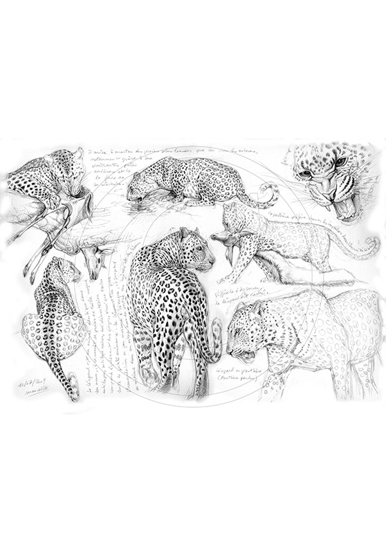 Marcello-art: African Wildlife 01 - Leopard / Kaga-hélé 2