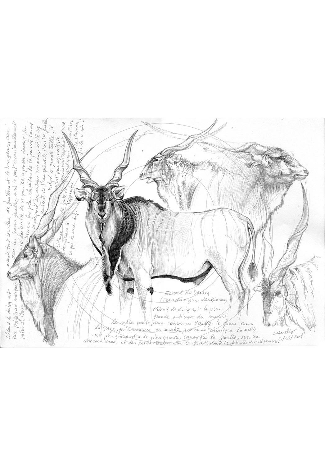 Marcello-art: African Wildlife 02 - Giant eland / Kaga-hélé 1