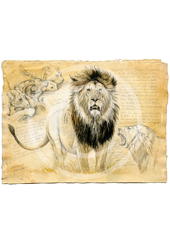 Marcello-art: African Wildlife 04 - Lion / Kaga-hélé