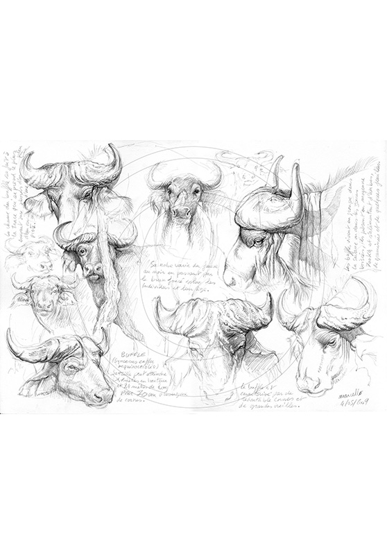 Marcello-art: African Wildlife 06 - Nile buffalo / Kaga-hélé