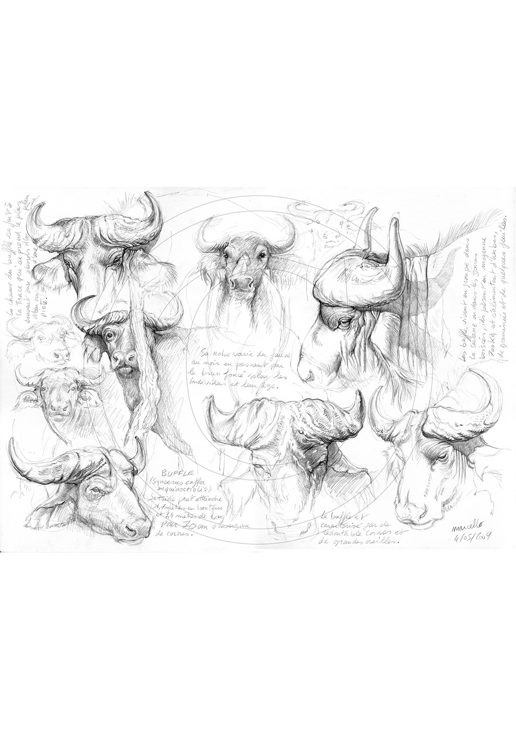 Marcello-art: African Wildlife 06 - Nile buffalo / Kaga-hélé