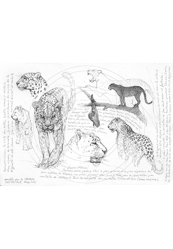 Marcello-art: African Wildlife 07 - Leopard / Kaga-hélé 1