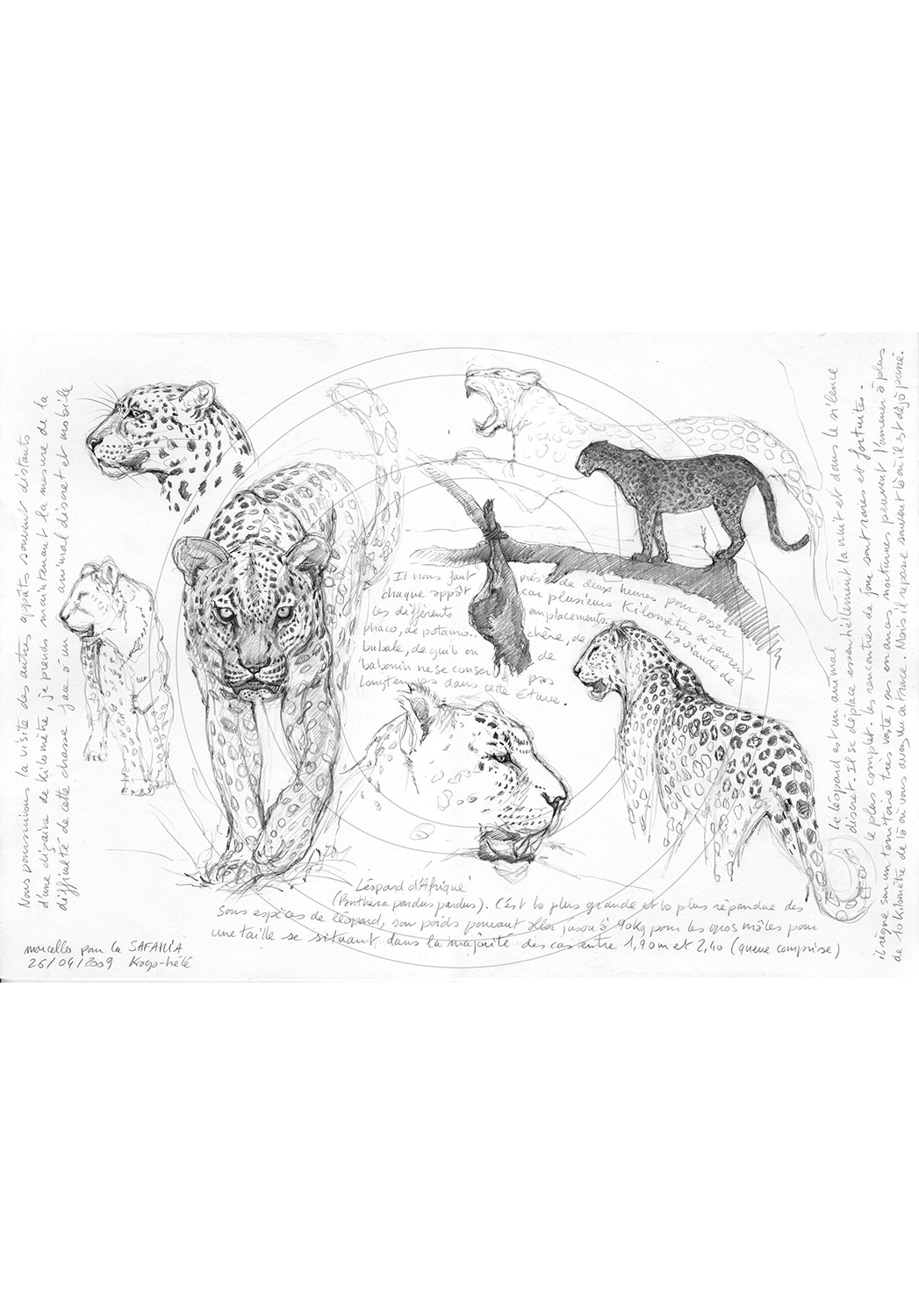 Marcello-art: African Wildlife 07 - Leopard / Kaga-hélé 1