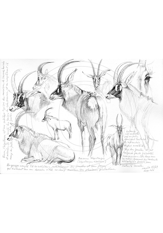 Marcello-art: African Wildlife 08 - Roan antelope / Kaga-hélé
