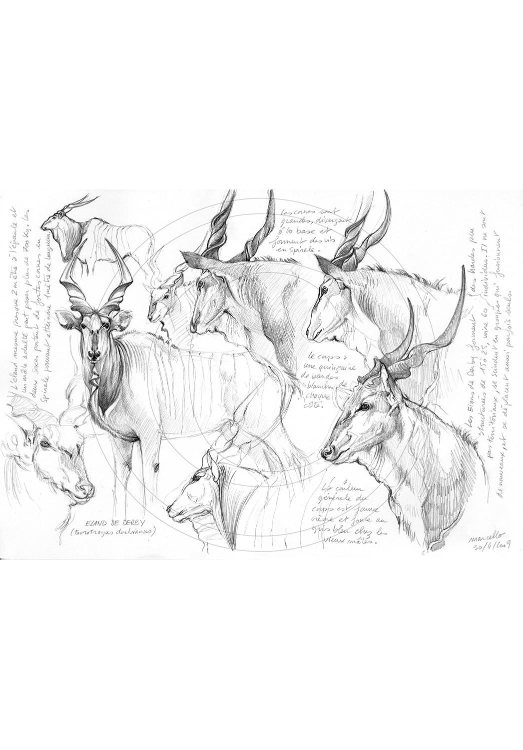 Marcello-art: African Wildlife 20 - Giant eland 2