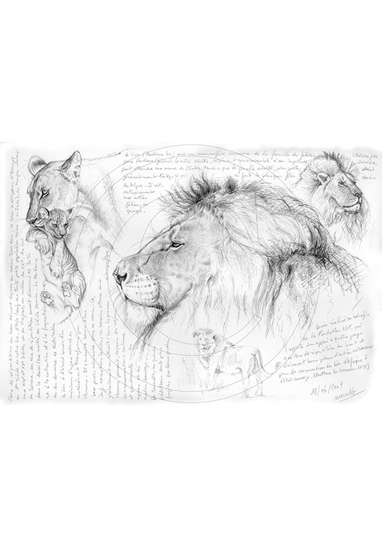 Marcello-art: African Wildlife 05 - Lion Tanzanie 01