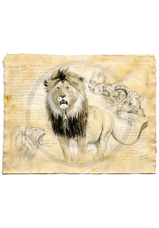 Marcello-art : Faune Africaine 34 - Lion Tanzanie 02