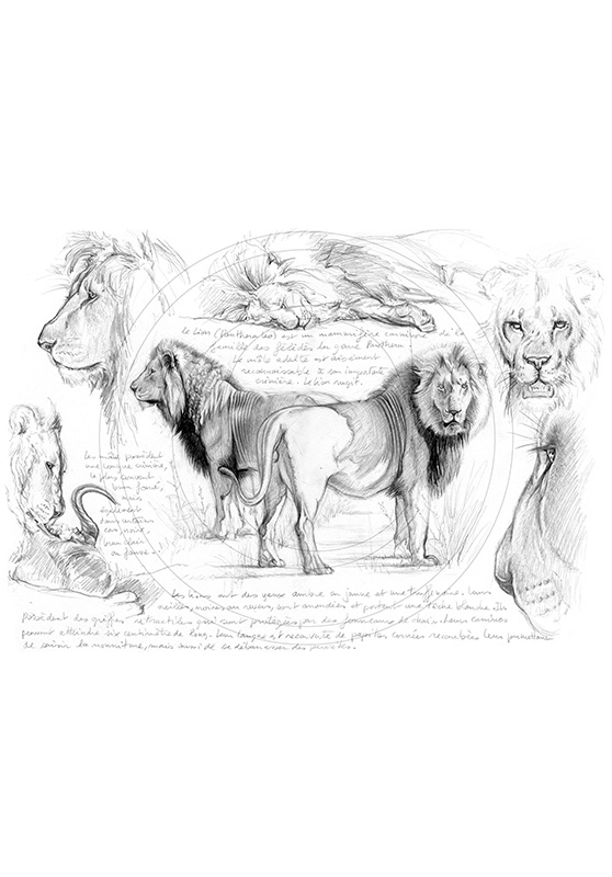 Marcello-art : Faune Africaine 54 - Frères lions