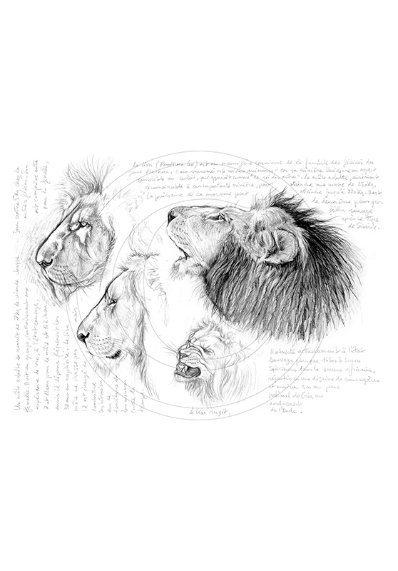 Marcello-art : Faune Africaine 56 - Lion mâle