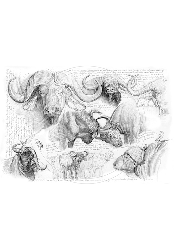 Marcello-art : Faune Africaine 61 - H&H buffalo
