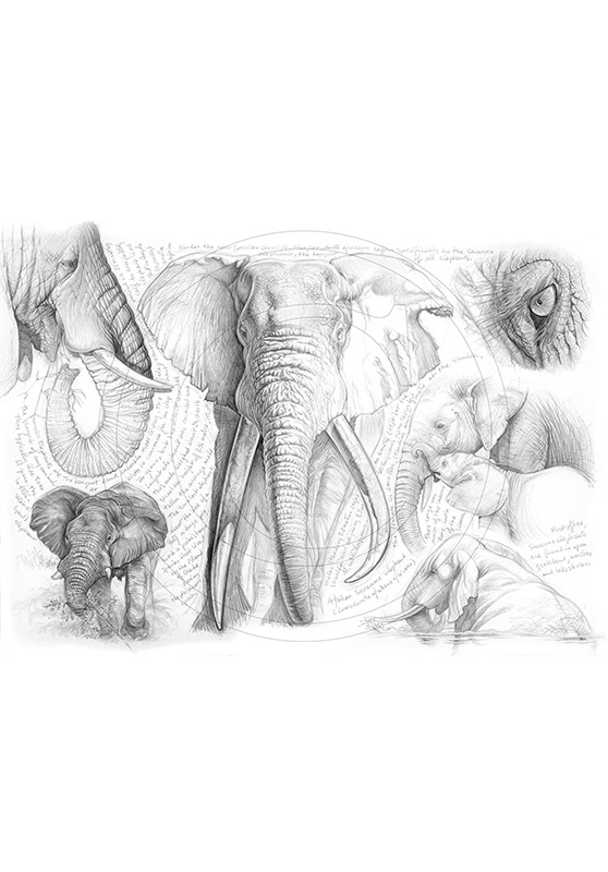 Marcello-art: African Wildlife 62 - H&H elephant
