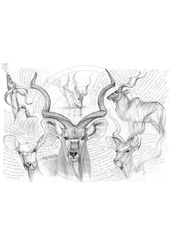 Marcello-art : Faune Africaine 63 - H&H grand kudu