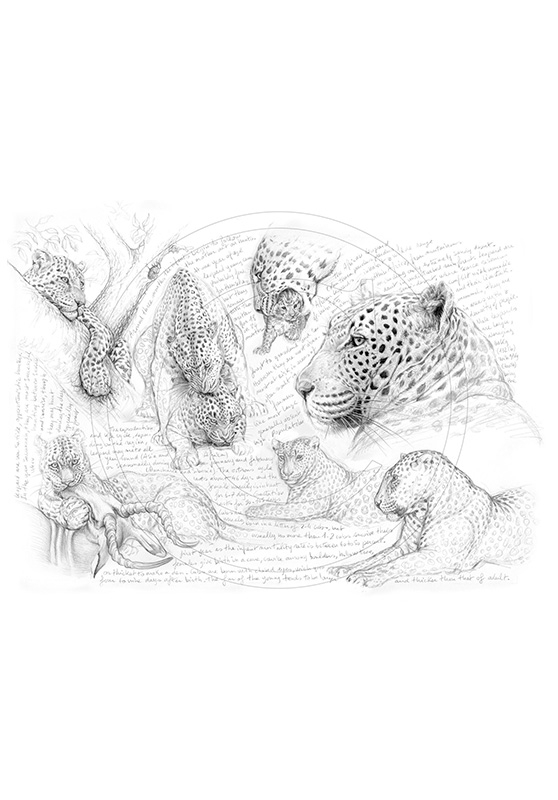 Marcello-art: African Wildlife 65 - H&H leopard-1