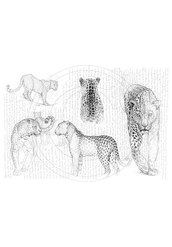 Marcello-art: African Wildlife 66 - H&H leopard-2