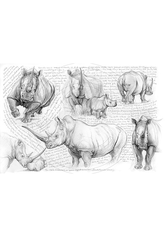 Marcello-art: African Wildlife 72 - H&H white-rhino
