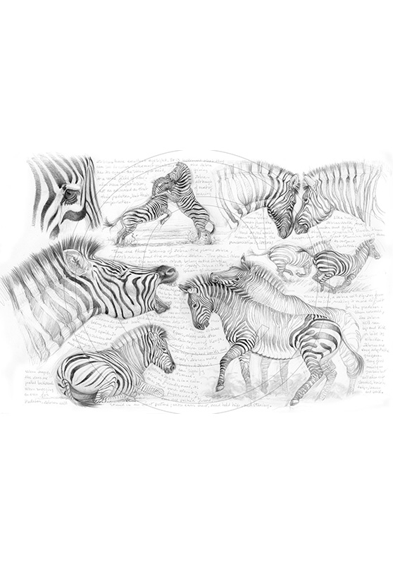 Marcello-art: African Wildlife 73 - H&H zebra