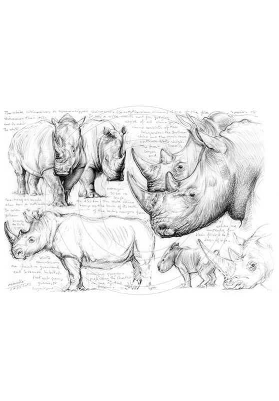 Marcello-art: African Wildlife 178 - White rhino 04