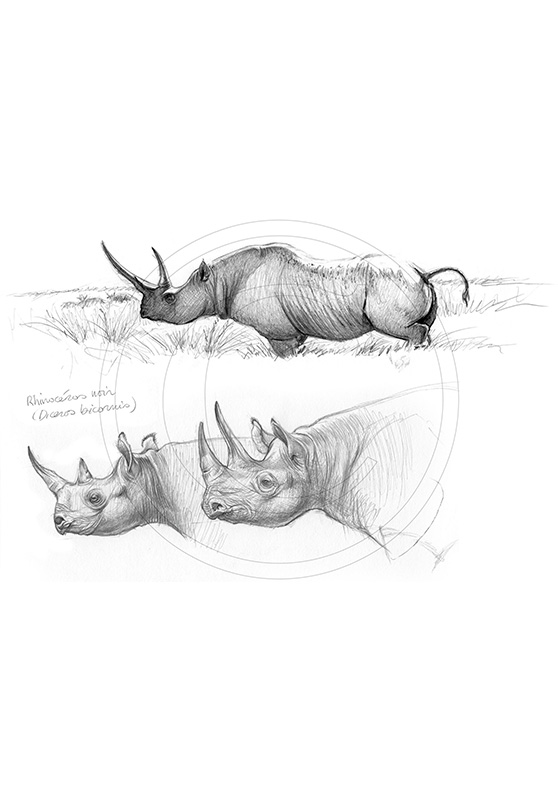 Marcello-art: African Wildlife 179 - Black rhino 01