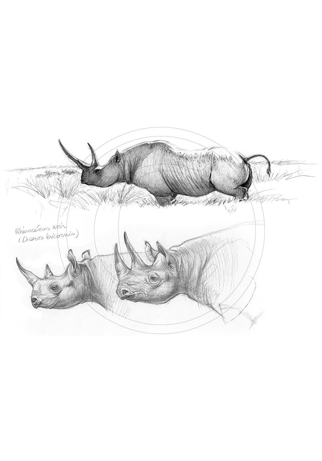 Marcello-art : Faune Africaine 179 - Rhinocéros noir 01