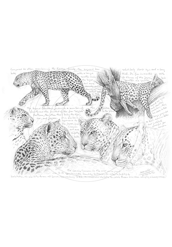 Marcello-art: African Wildlife 180 - Leopard 09