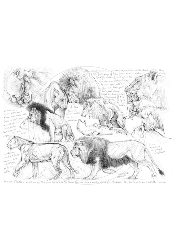 Marcello-art : Faune Africaine 181 - Accouplement lions