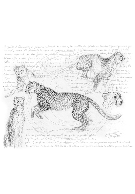 Marcello-art: African Wildlife 185 - Cheatah 2