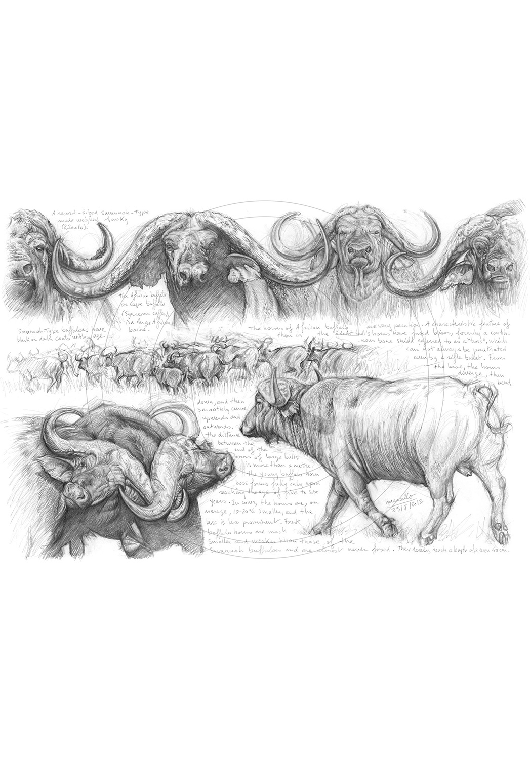 Marcello-art: African Wildlife 194 - H&H Big Five Cap buffalo