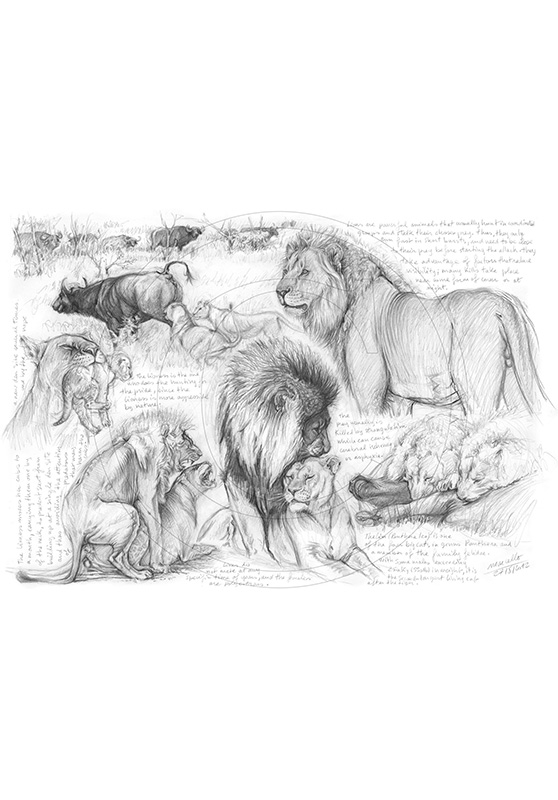 Marcello-art: African Wildlife 195 - H&H Big Five Lion