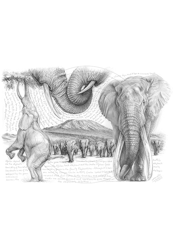 Marcello-art : Faune Africaine 196 - H&H Big Five Éléphant